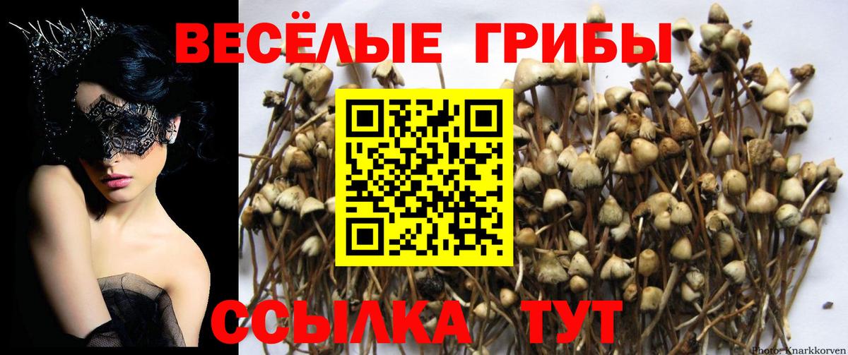 Галлюциногенные грибы Cubensis Ивантеевка